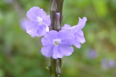 Stachytarpheta jamaicensis